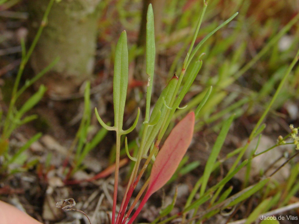 Rumex acetosella L.